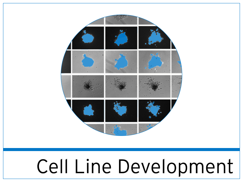Cav1.2 Cell Line